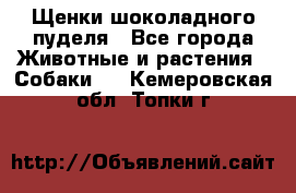 Щенки шоколадного пуделя - Все города Животные и растения » Собаки   . Кемеровская обл.,Топки г.